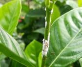 Comment traiter cochenille sur citronnier ?