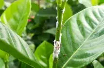 Comment traiter cochenille sur citronnier