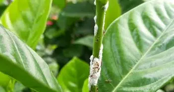 Comment traiter cochenille sur citronnier