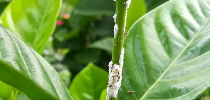 Comment traiter cochenille sur citronnier