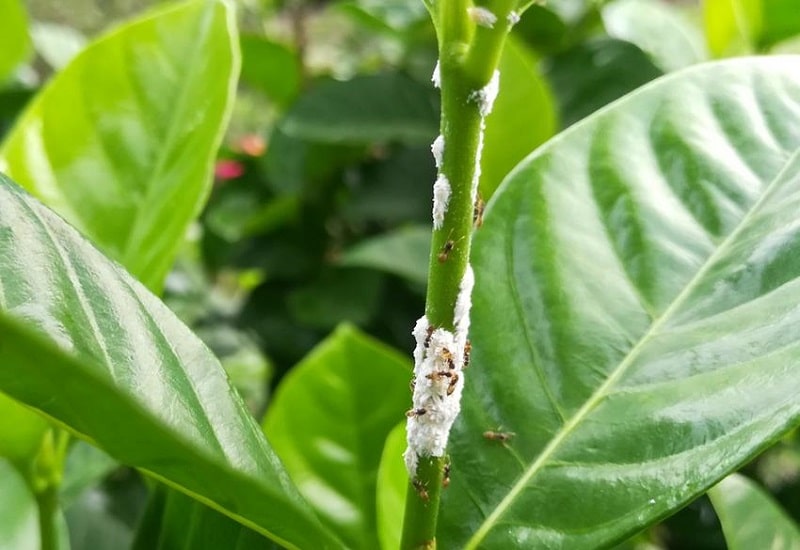 Comment traiter cochenille sur citronnier