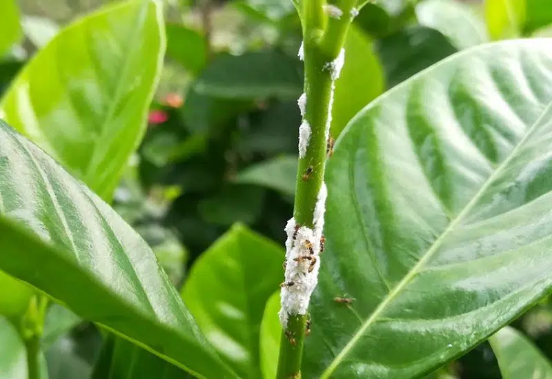 Comment traiter cochenille sur citronnier