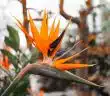 yellow and red flower in tilt shift lens