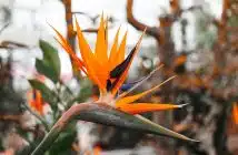 yellow and red flower in tilt shift lens