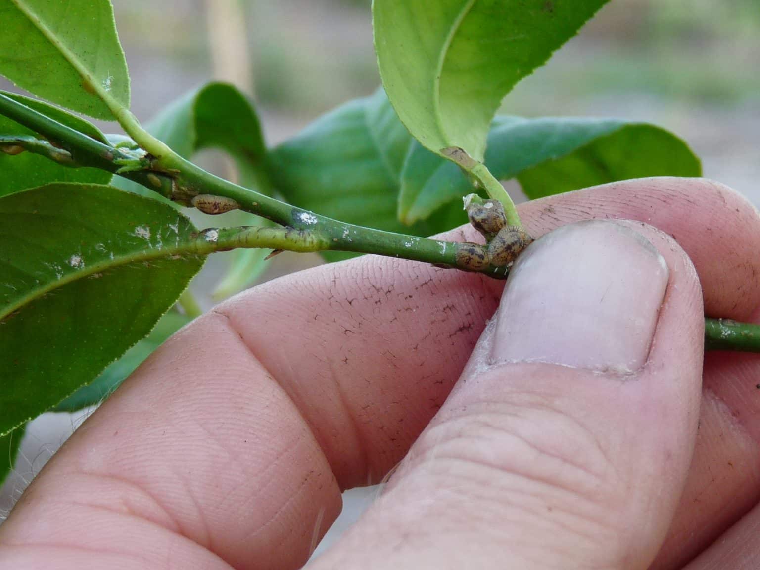 Comment traiter cochenille sur citronnier ? Les Bricoleries de Nanie