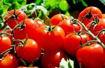 Des astuces pour lutter contre les maladies de la tomate