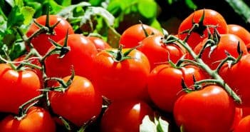 Des astuces pour lutter contre les maladies de la tomate
