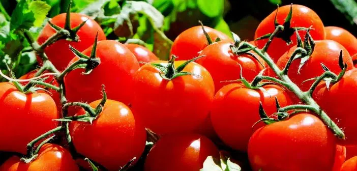 Des astuces pour lutter contre les maladies de la tomate