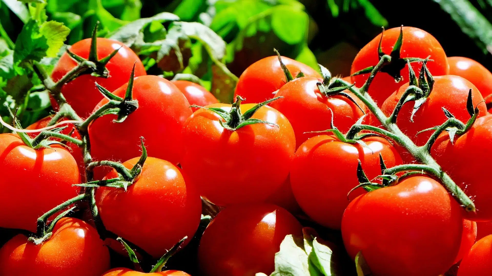 Des astuces pour lutter contre les maladies de la tomate