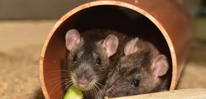 Exterminez les rats dans votre société avec l'aide d'un professionnel