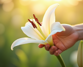 Pistil des lys : pourquoi et comment l’enlever pour l’entretien ?