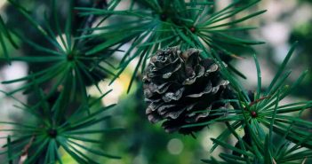Quand élager les arbustes à feuilles persistantes ?